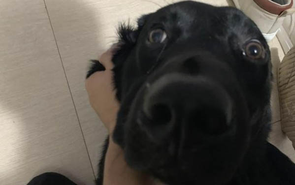 狗狗可以吃哈密瓜皮吗
