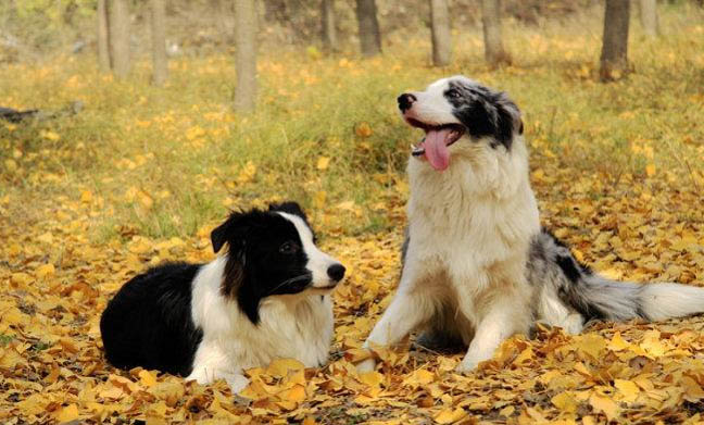 棉花面纱犬哪里有卖