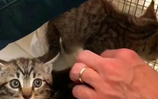 一个月的小猫吐固体奶