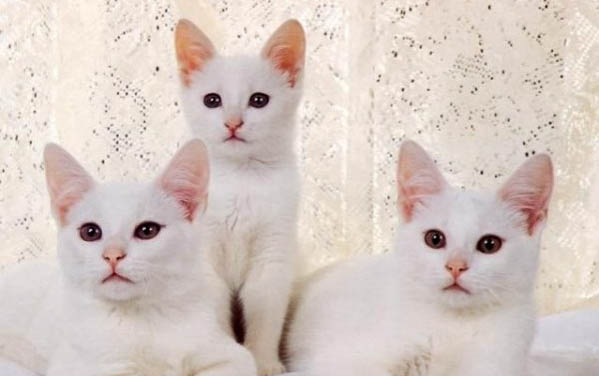 得过猫瘟的猫排毒期多久能好
