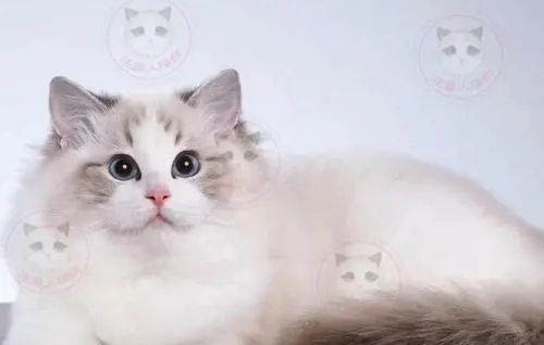 猫咪的后腿没知觉是怎么回事