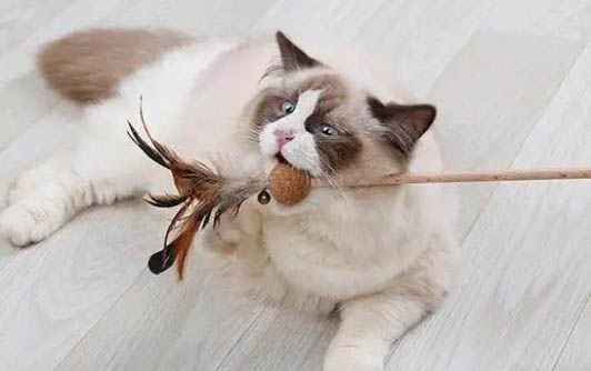 猫藓会自愈吗