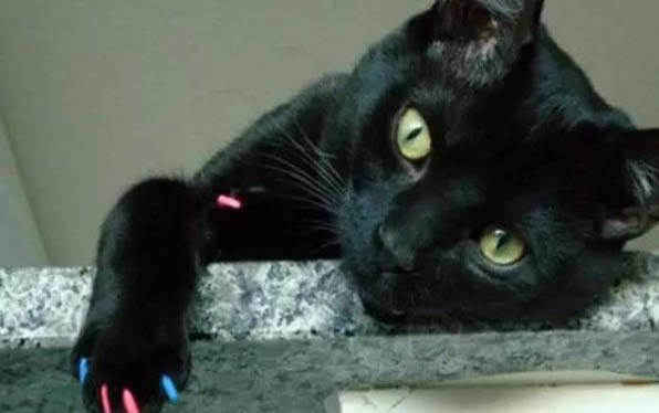 猫亲近人的表现