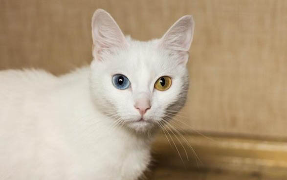 猫咪打完疫苗后多久可以绝育啊?