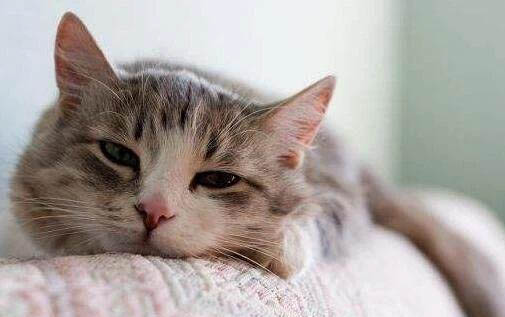 小猫得腹水多久会死？