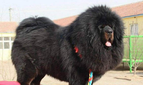 怎么训练狗狗在家里厕所上厕所