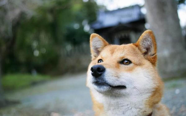 狗狗拉稀食欲不振