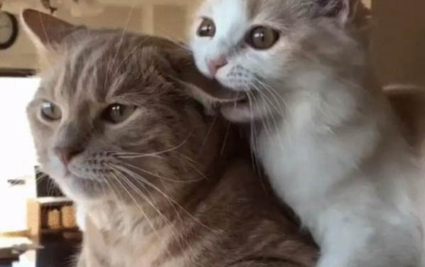 猫咪怎么体外驱虫呢