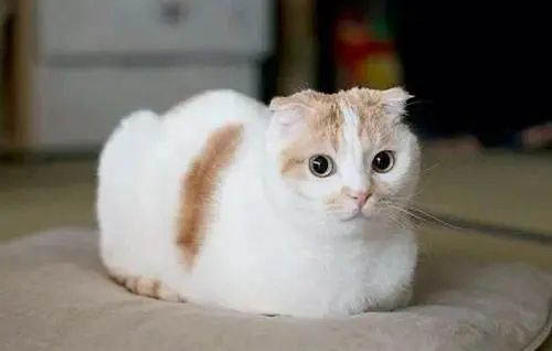 猫真的会笑吗？