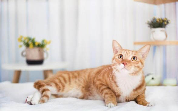 猫背上有个疙瘩是咋回事