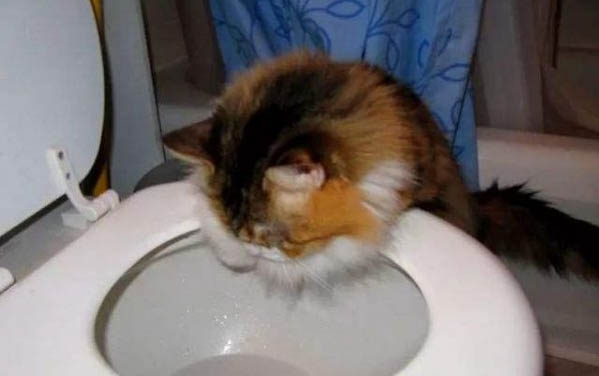 猫瘟的症状有哪些呢？