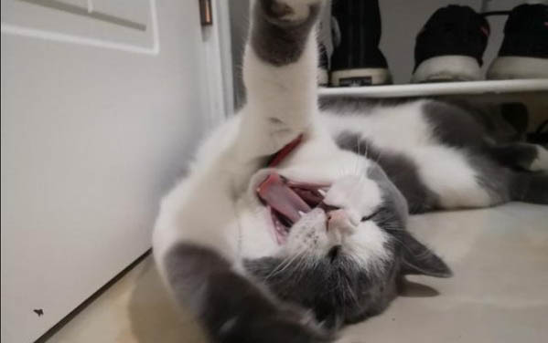 两个月小猫一直打喷嚏的原因