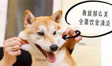 狗狗牙龈红肿可以自愈吗