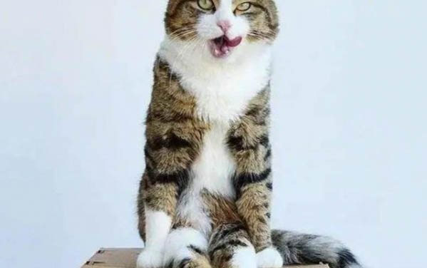 猫猫可以吃樱桃吗