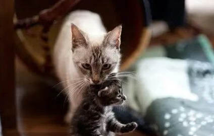 母猫生了一只就不生了是为什么