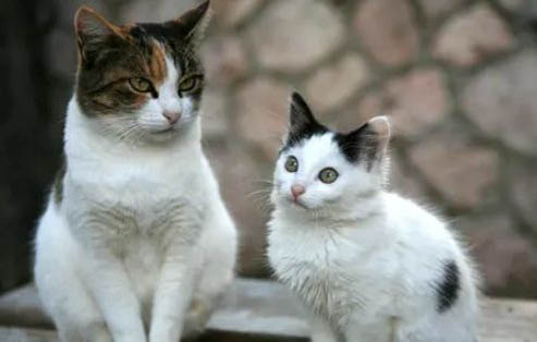 母猫好养还是公猫好养