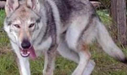 捷克狼犬在中国禁养吗为什么