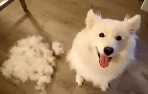豆浆可以给狗狗喝吗