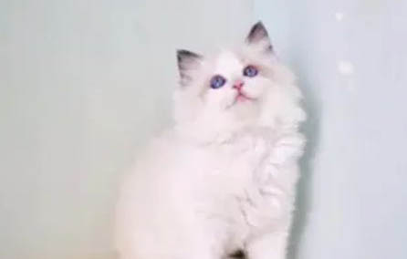 有没有不掉毛的猫咪