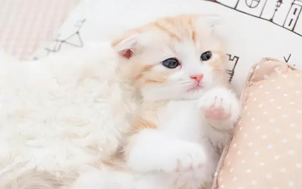 猫咪可以吃狗粮吗?