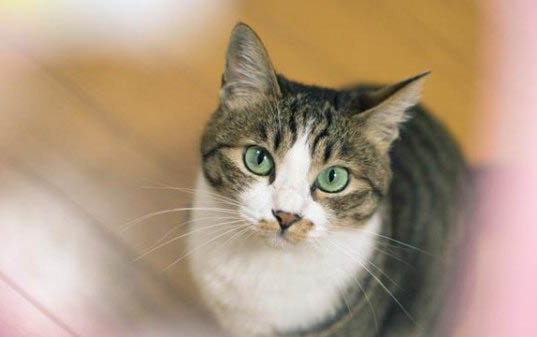 猫咪吃的止痛药主要有哪些