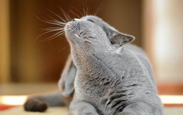 一个月的小猫咪能吃猫粮吗