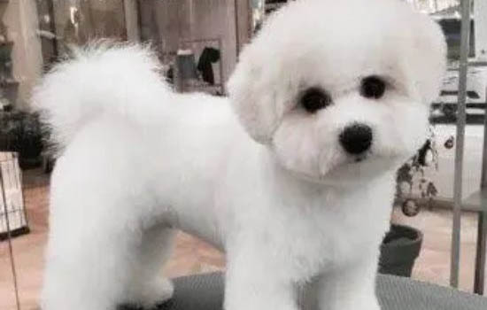 比熊犬贵宾犬哪个好看