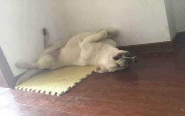 拉布拉多得了犬瘟能坚持多久