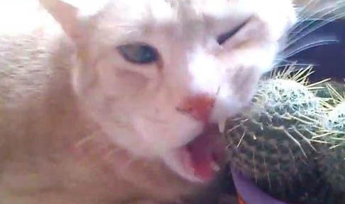 猫咪毛球堵塞症状图片