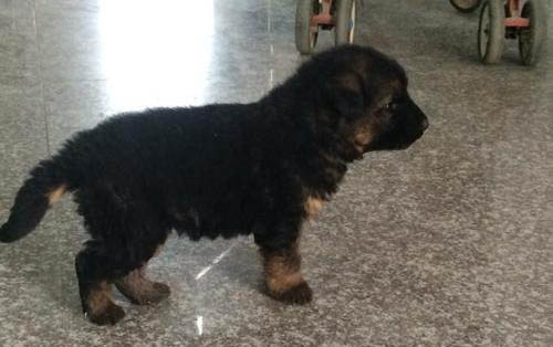 狗狗为什么会有牙龈肿痛