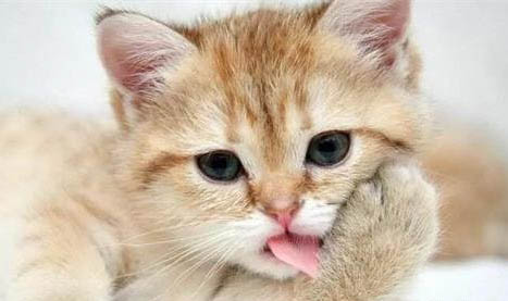 猫咪吐没消化的猫粮是什么原因