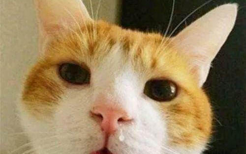 猫从5楼摔下，会不会摔死？