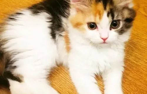为什么三花猫不能养?