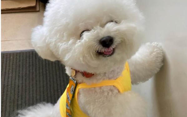 狗狗突然死了的原因有哪些
