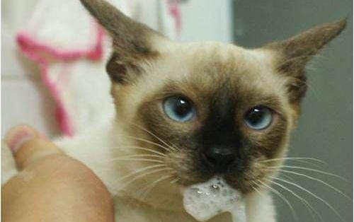 猫咪呕吐后要禁食多久才能恢复