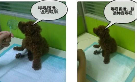 白色茶杯泰迪犬钱
