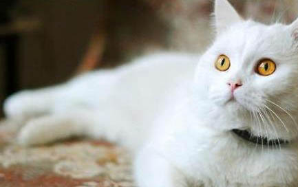 猫咪厌食是什么原因