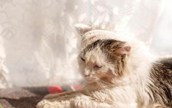 两个月大的小猫会主动吃猫草吗