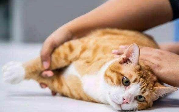 猫咪尾巴出油该怎么办