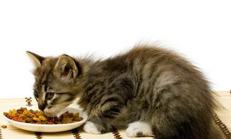 猫三联第二针晚了一个月打可以吗
