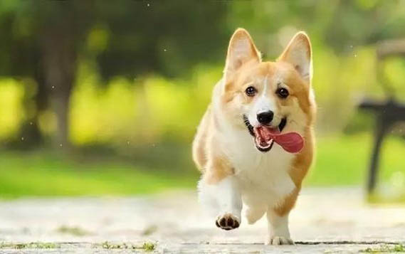 狗狗严重缺钙多久能好