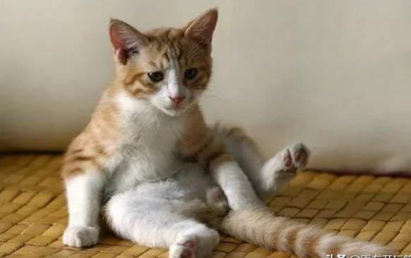 请问猫咪呕吐的原因及处理方法?