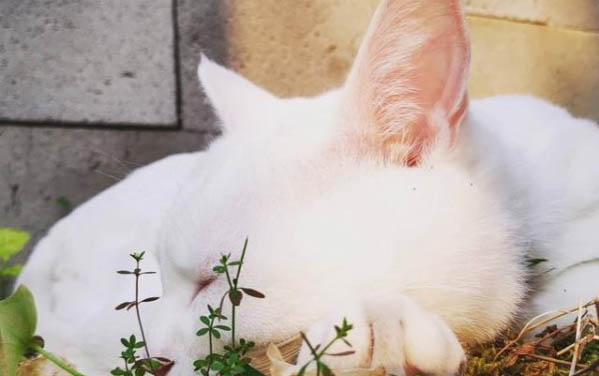 猫咪牙龈炎症状有哪些