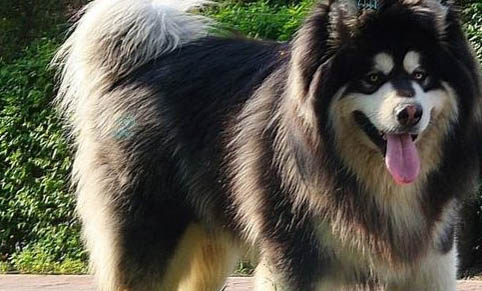 阿拉斯加犬怎么样修毛好看