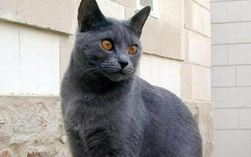小猫咪突然呕吐咋回事？