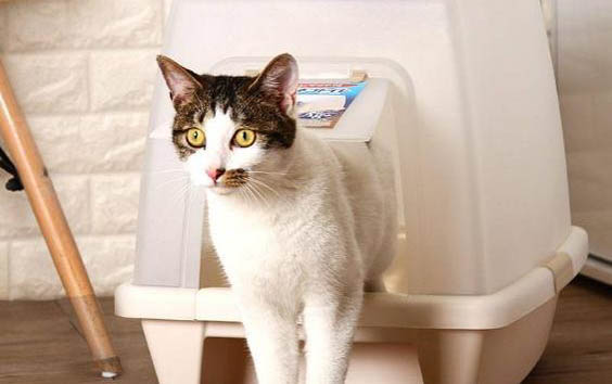 猫咪鼻支炎的症状