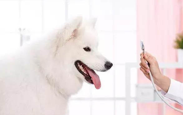 为什么狗狗拉肚子