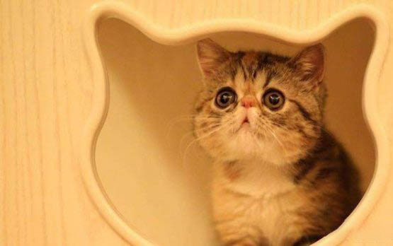 猫益生菌哪个牌子好一点