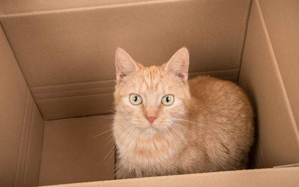猫鼻支从发病到死亡需要几天?