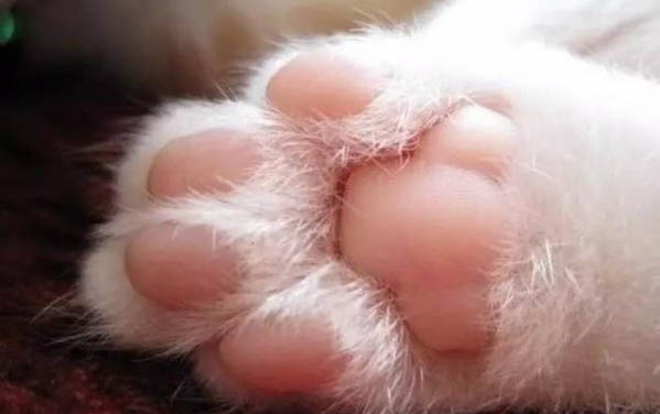 猫咪贫血吃什么